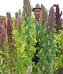 graines de quinoa et fermier en Bolivie